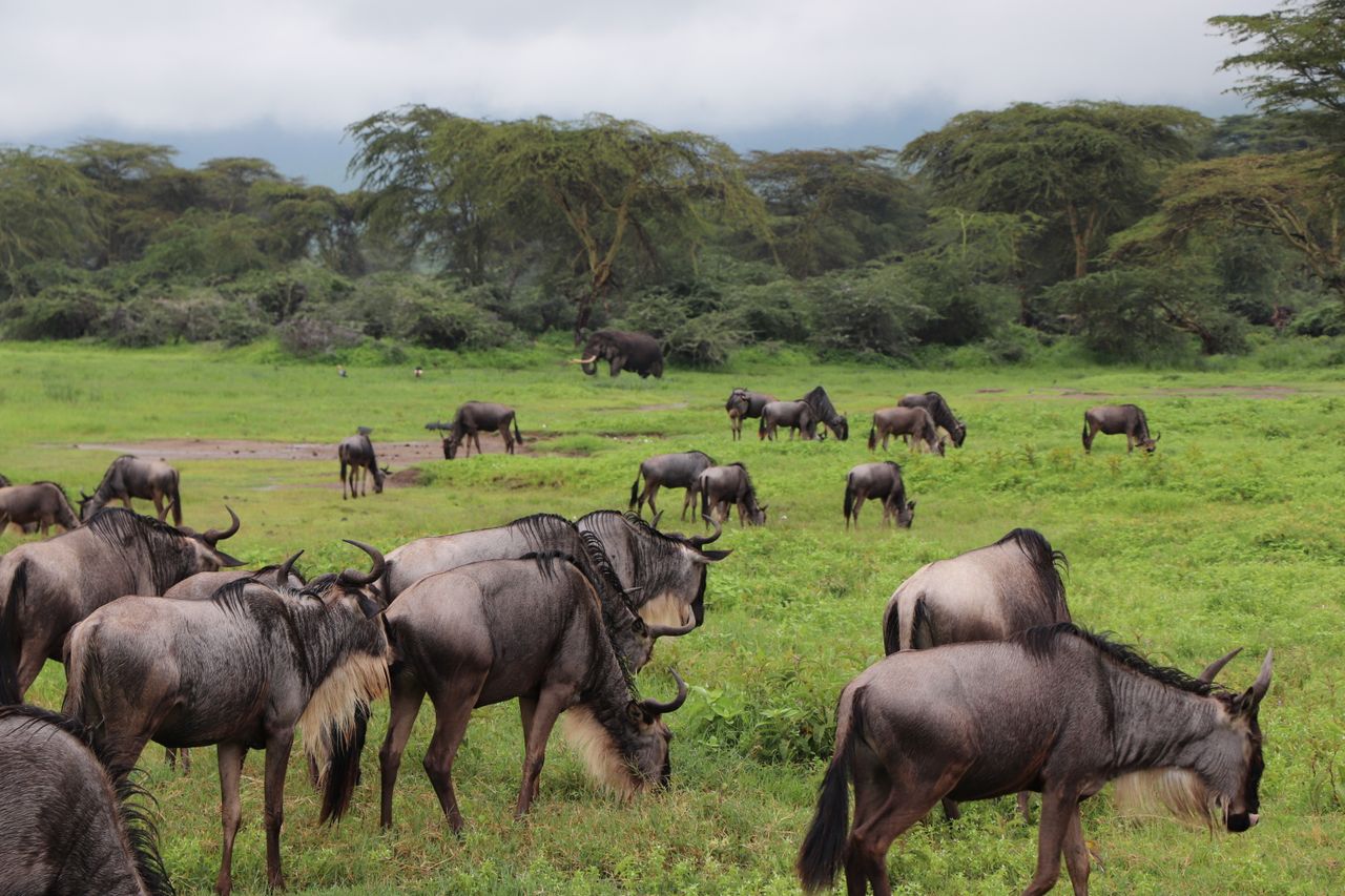 Kenya: Mara, Amboseli & Coast